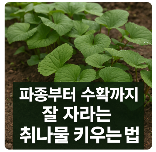 참취(취나물) 재배법 총정리, 파종부터 수확까지 잘 자라는 취나물 키우는 방법